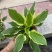 绿化苗木。花叶玉簪大基地品质优良诚信经营
