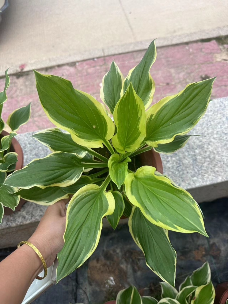 绿化苗木。花叶玉簪大基地品质优良诚信经营