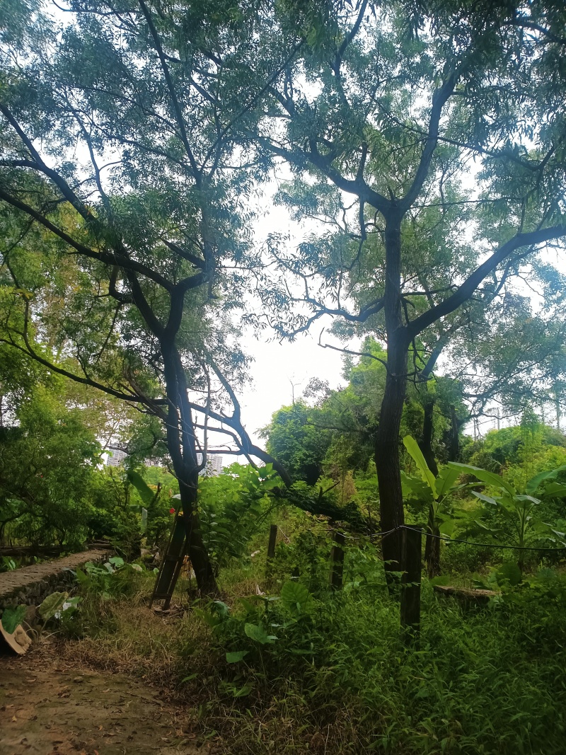 相思树皮、相思树干、相思树叶，树高大枝繁叶茂大自然的恩惠