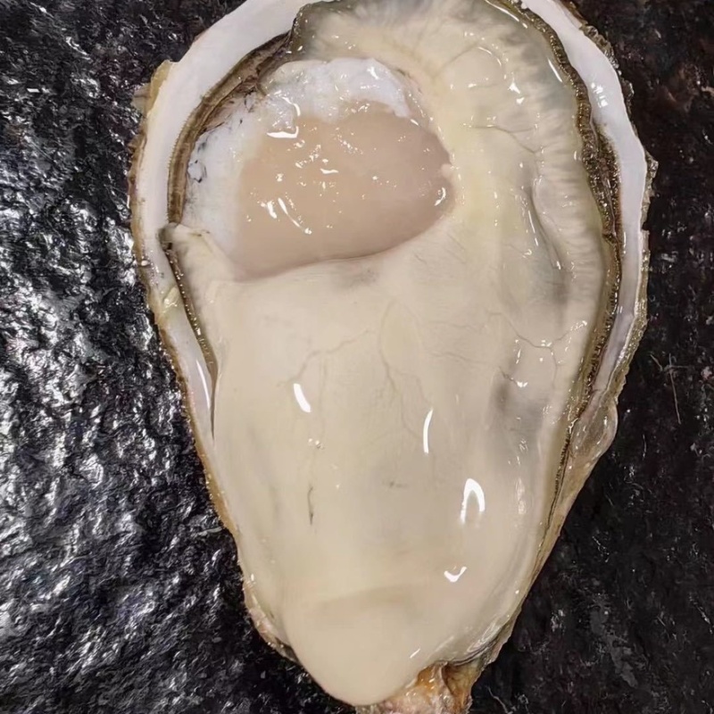 [新鲜生蚝]精品鲜活生蚝带壳鲜活打包发货薄壳大生蚝