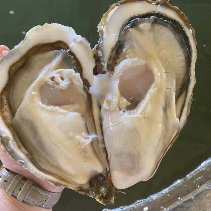 [新鲜生蚝]精品鲜活生蚝带壳鲜活打包发货薄壳大生蚝
