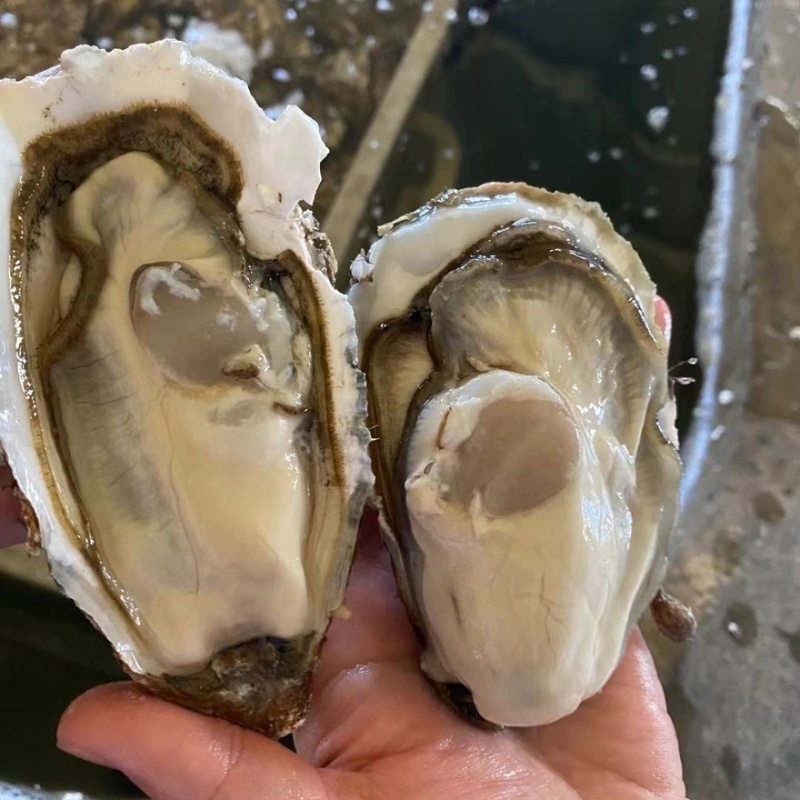[新鲜生蚝]精品鲜活生蚝带壳鲜活打包发货薄壳大生蚝