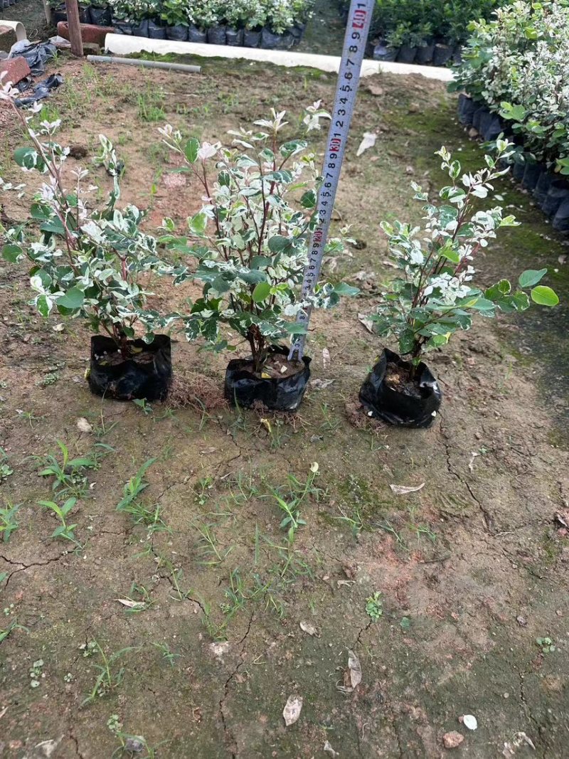 绿化苗木三角梅六角盆品质把控诚信经营