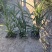 绿化苗木六月雪诚信经营品质把控量大