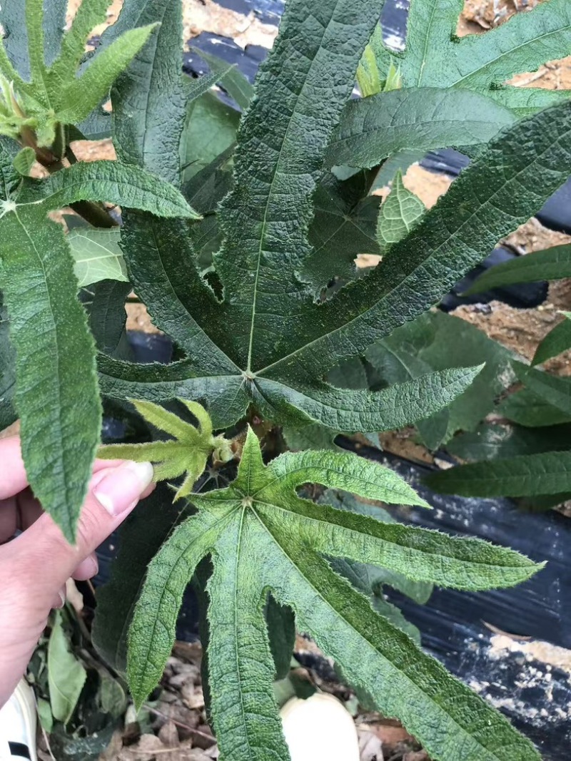 工厂批发现挖新鲜五子毛桃煲汤五抓金龙椰香牛奶包邮泡酒