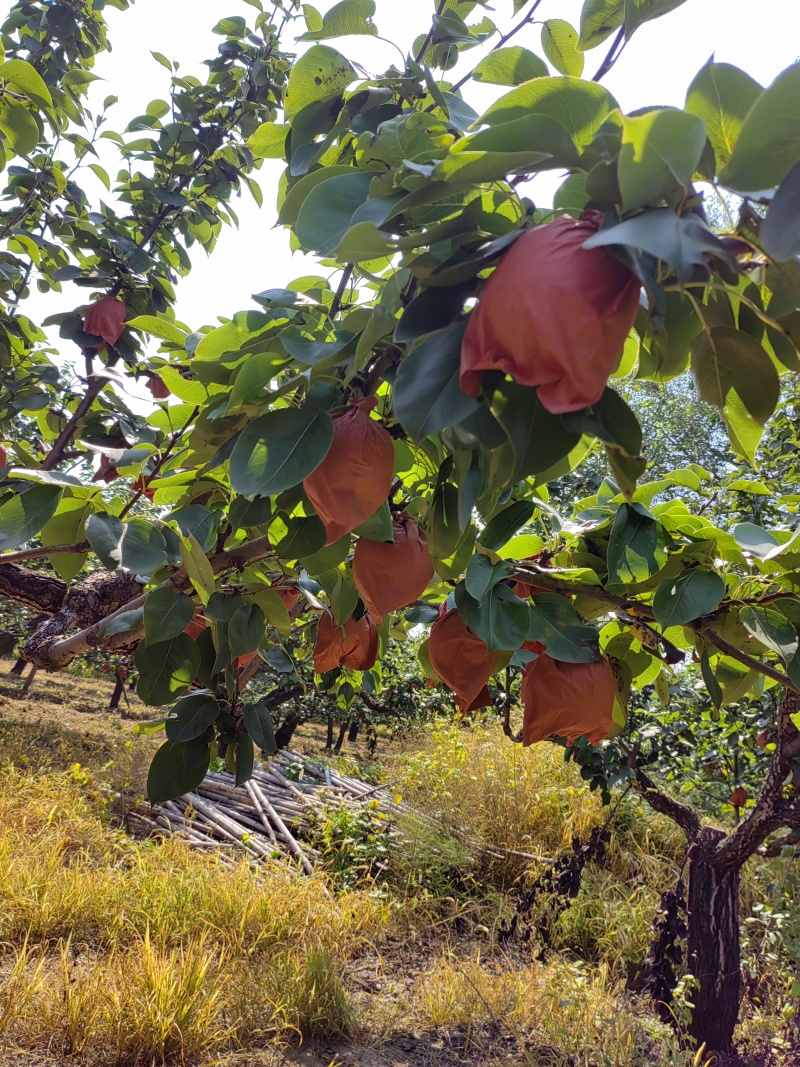 皇冠梨皇冠梨