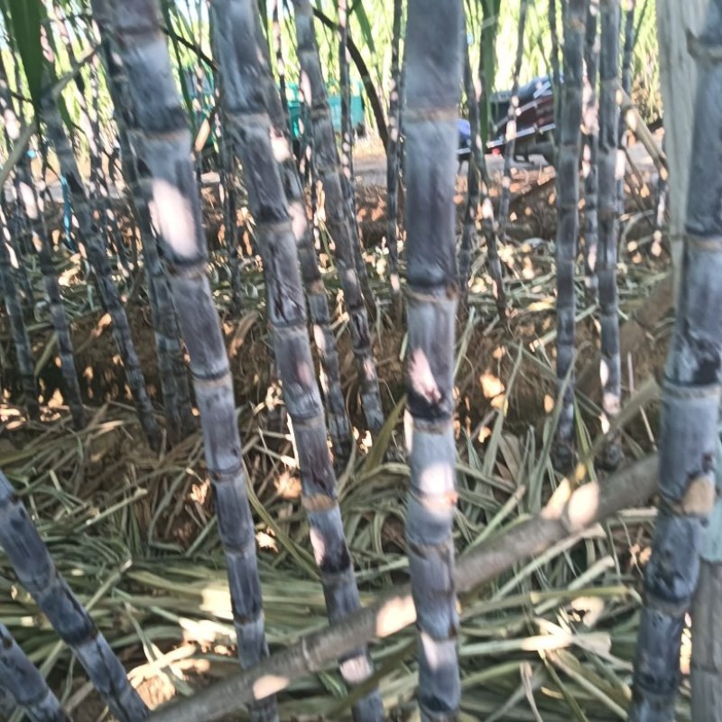 衢州甘蔗正在预订中，需要的老板联系