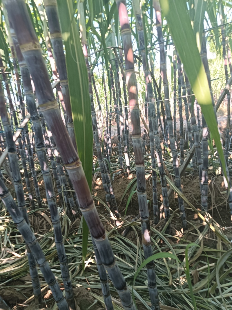 衢州甘蔗正在预订中，需要的老板联系