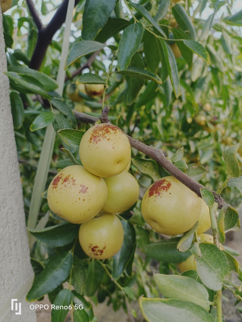 大荔冬枣