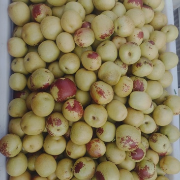 大荔冬枣