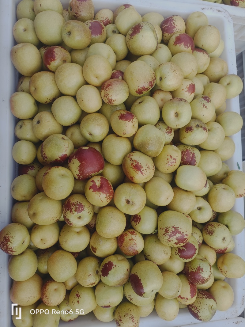 大荔冬枣