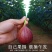 顺丰包邮新鲜无花果电商一件代发专业小红书品质