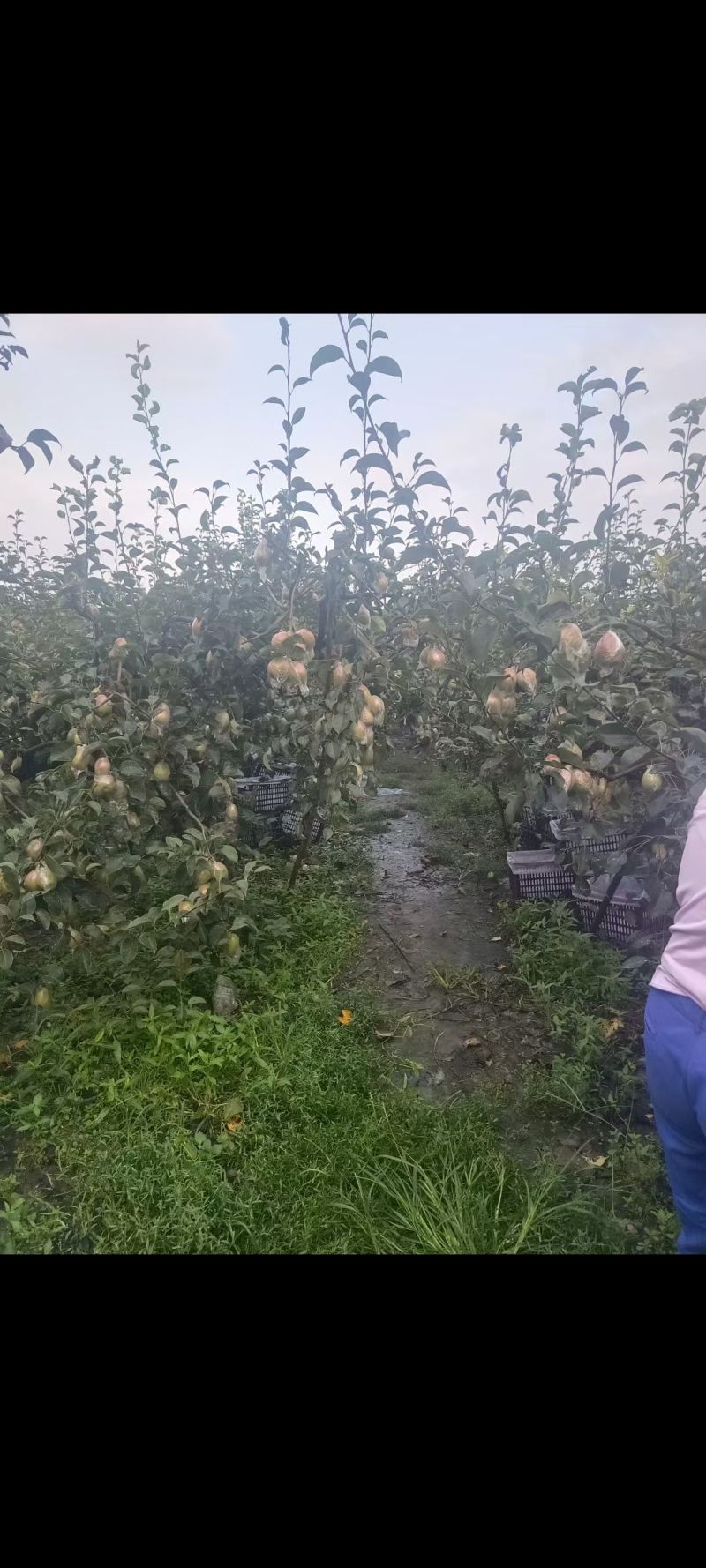 红香酥梨