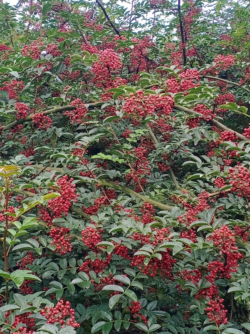汉源花椒，椒红亮多油，粒满味醇，麻香沁脾品质优
