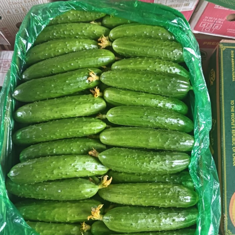 东北吉林梨树旱黄瓜精品果精挑细选脆嫩爽口