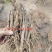 山东牡丹苗，一二三年各种规格品种，基地直供技术服务。