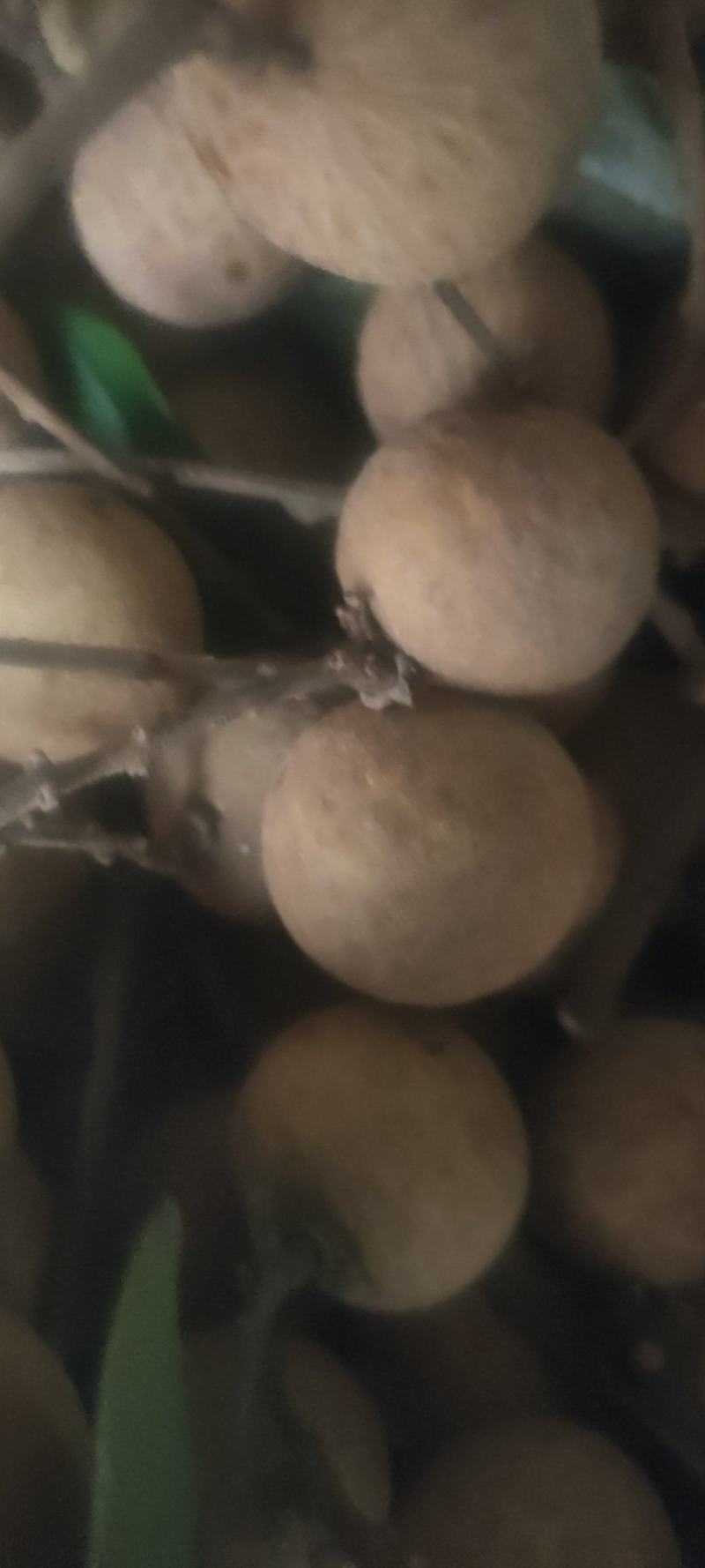 比石硖龙眼更甜更爽更有龙眼味，比西瓜甜度更高，清甜爽口龙