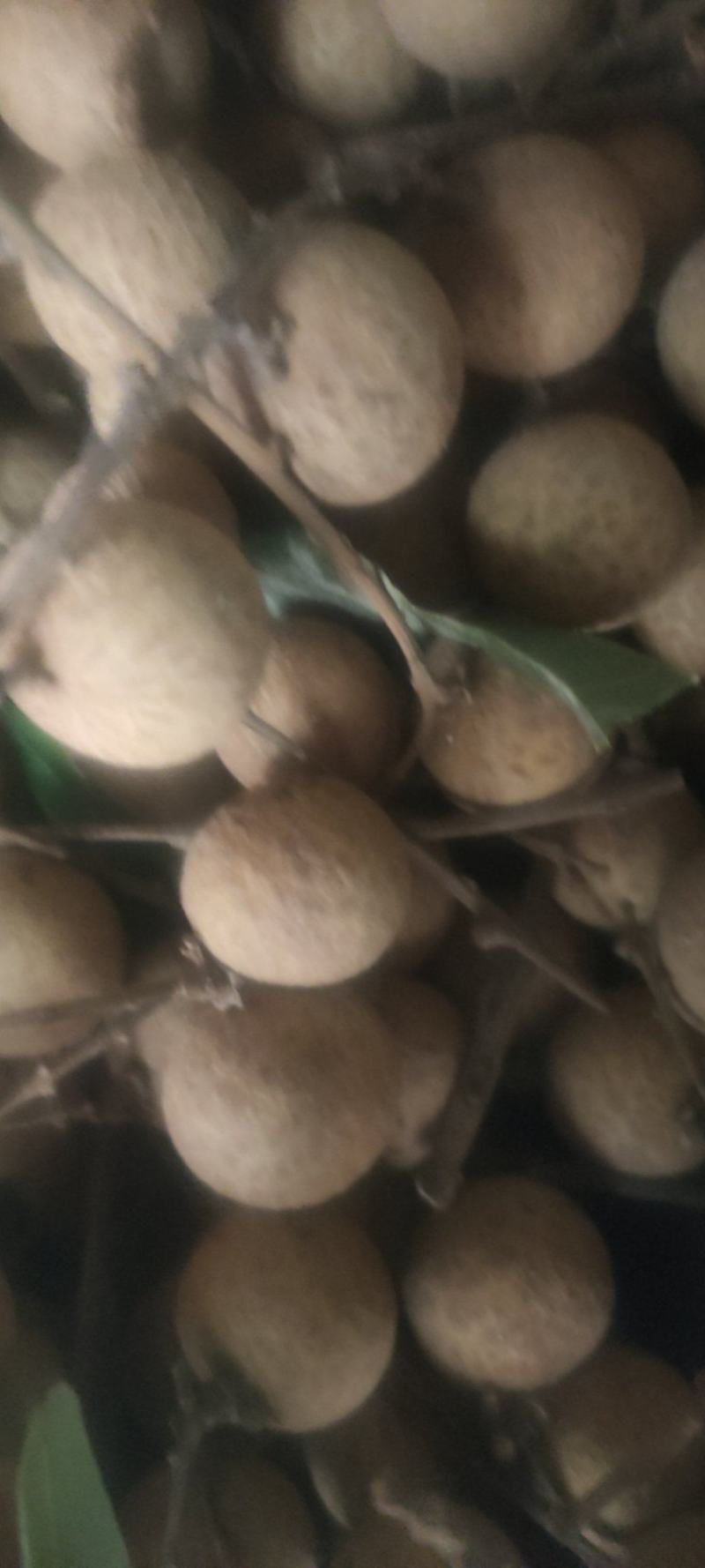 比石硖龙眼更甜更爽更有龙眼味，比西瓜甜度更高，清甜爽口龙
