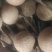 比石硖龙眼更甜更爽更有龙眼味，比西瓜甜度更高，清甜爽口龙