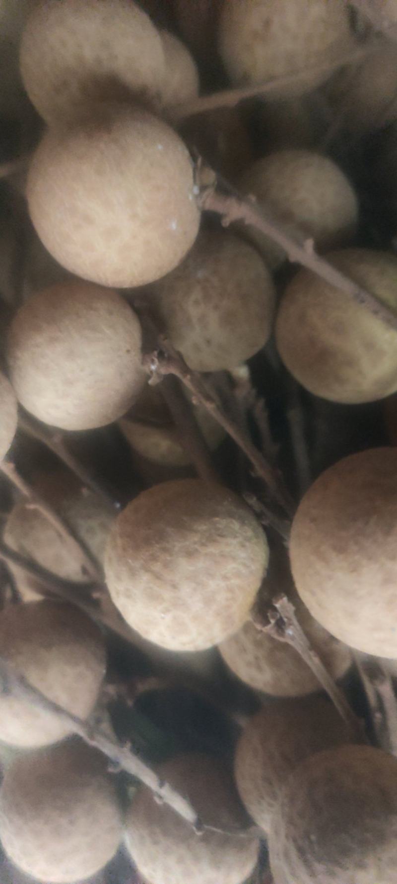 比石硖龙眼更甜更爽更有龙眼味，比西瓜甜度更高，清甜爽口龙