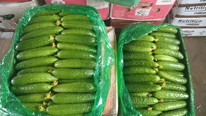 东北吉林旱黄瓜嫩绿爽口清脆新鲜现摘产地直发