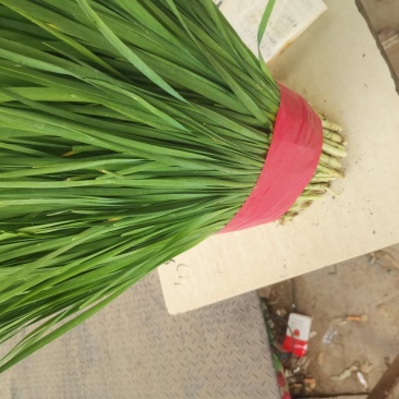 优质韭菜，货源充足，产地直供。