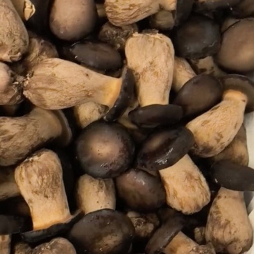 精品人工黑牛肝菌鲜货