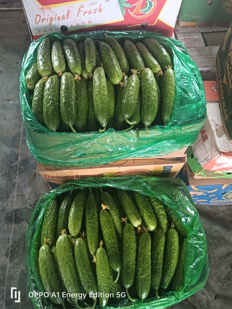 东北吉林梨树旱黄瓜精品果精挑细选脆嫩爽口