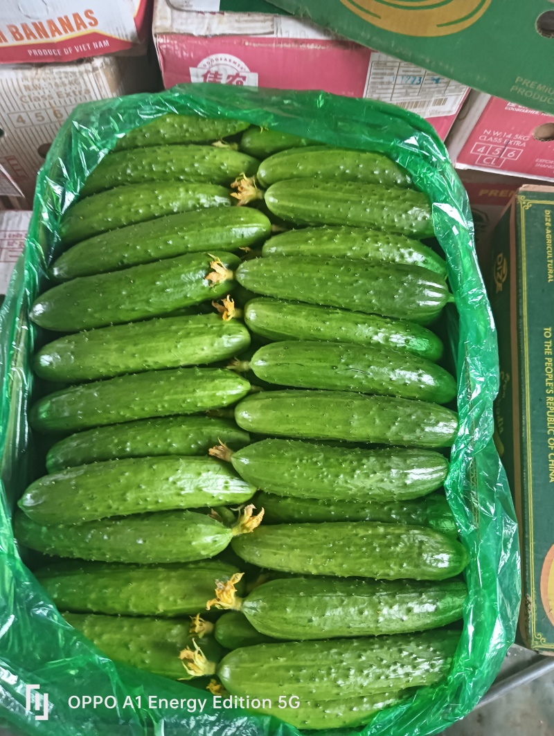 东北吉林梨树旱黄瓜精品果精挑细选脆嫩爽口