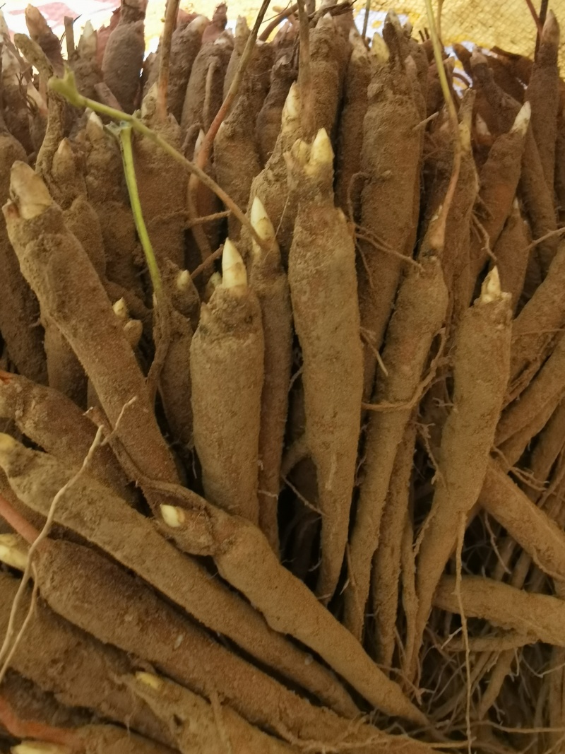 航天芍药苗药用芍药苗基地直发，质量保证，产品回收。