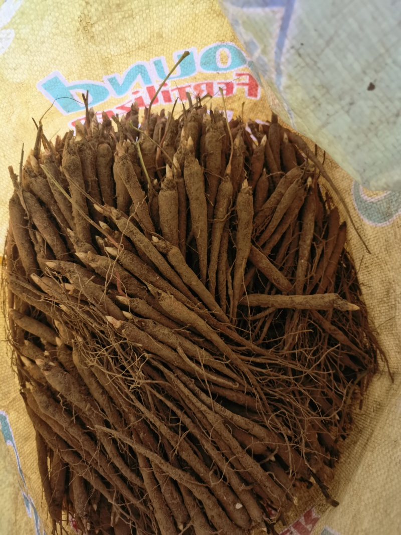航天芍药苗药用芍药苗基地直发，质量保证，产品回收。