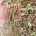 航天芍药苗药用芍药苗基地直发，质量保证，产品回收。