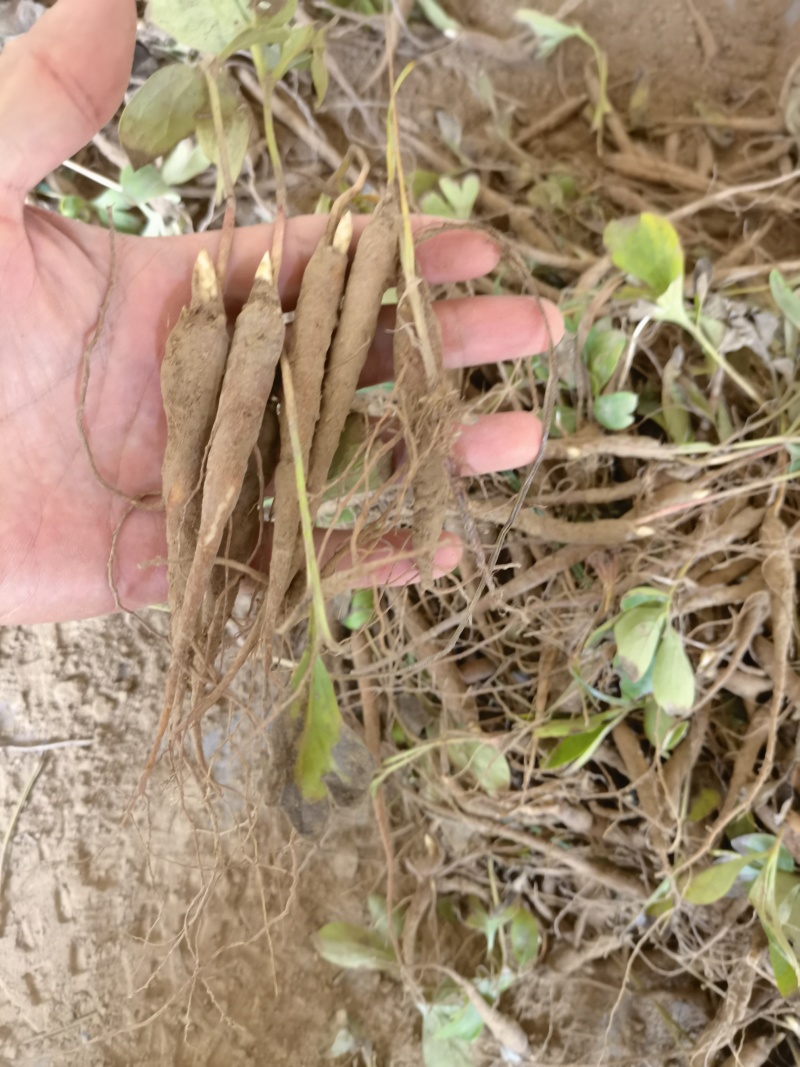 航天芍药苗药用芍药苗基地直发，质量保证，产品回收。