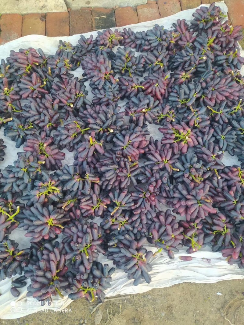 茶淀玫瑰香葡萄，红宝石葡萄，蓝宝石，阳光玫瑰等欢迎选购
