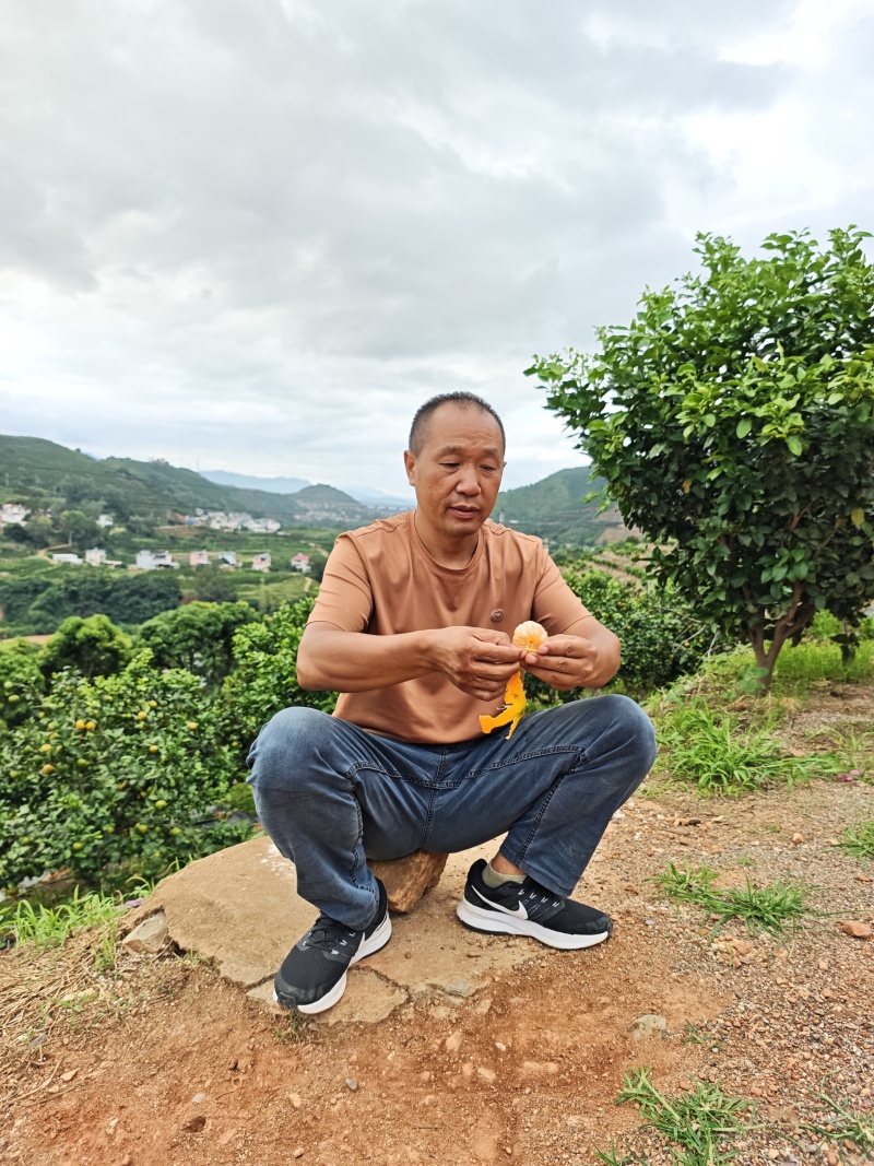 湖北蜜桔，小叶蜜橘，产地批发，当天采摘，当天发货