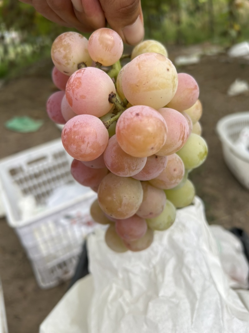 妮妠皇后葡萄