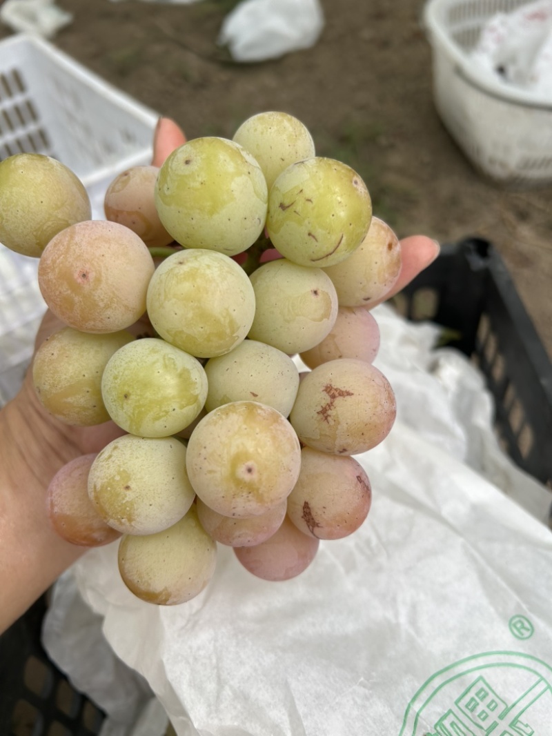 妮妠皇后葡萄