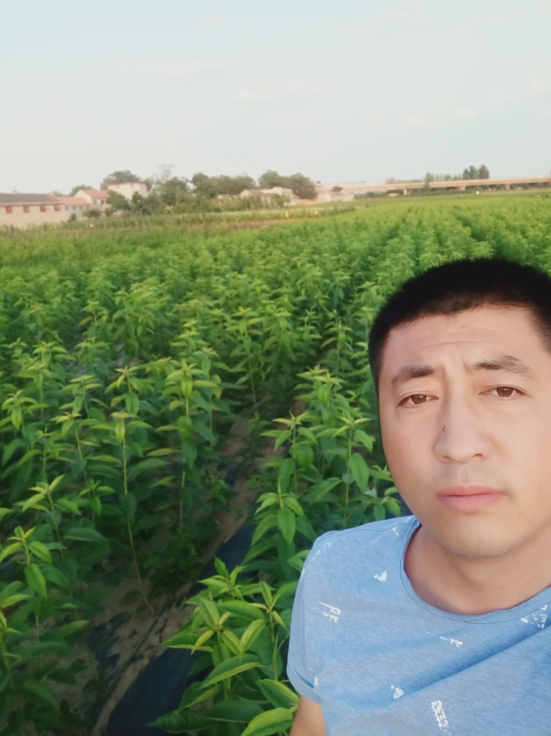 斯凯拉雷樱桃苗特早熟黄果大樱桃新品种