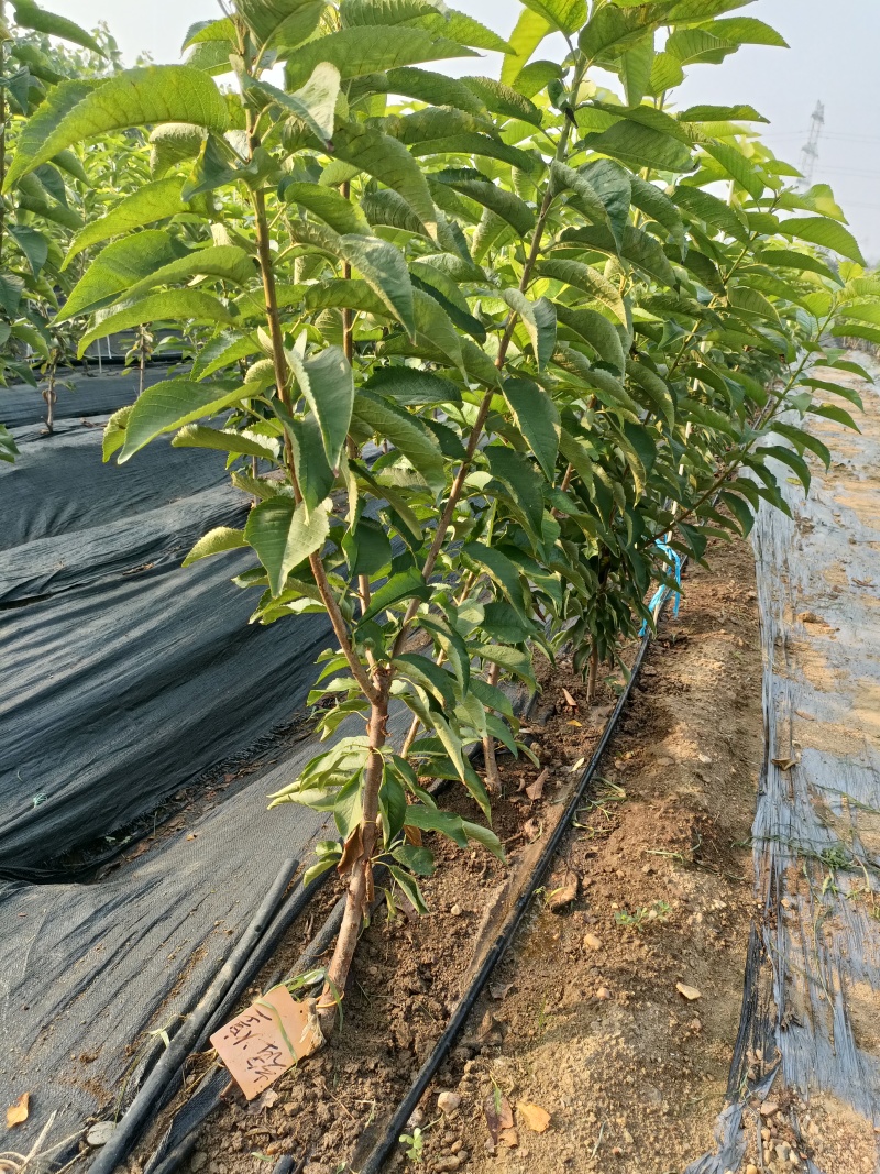 斯凯拉雷樱桃苗特早熟黄果大樱桃新品种