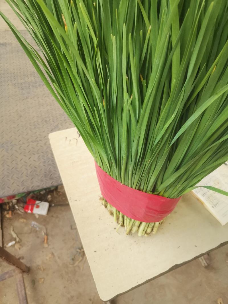 优质韭菜，产品质量，产地直供，货源充足。