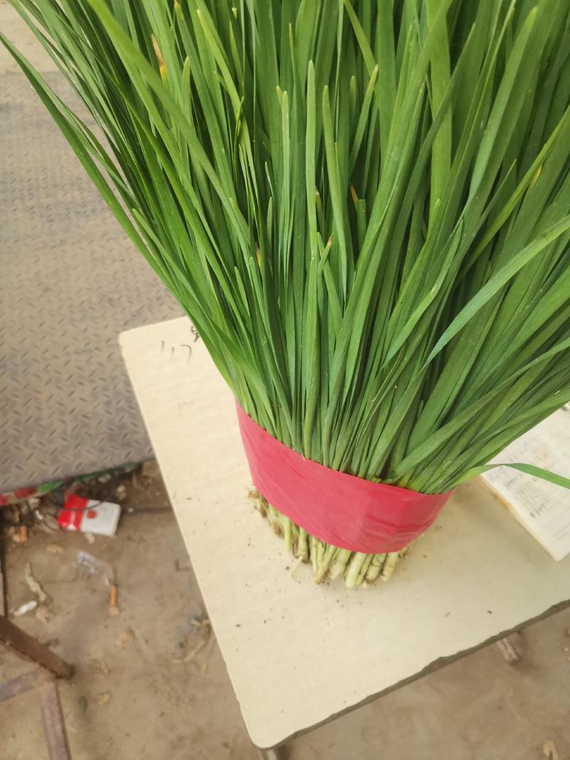 优质韭菜，产品质量，产地直供，货源充足。