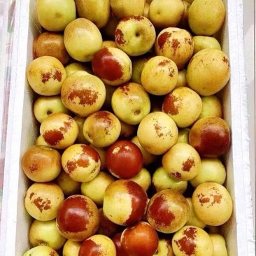 冬枣