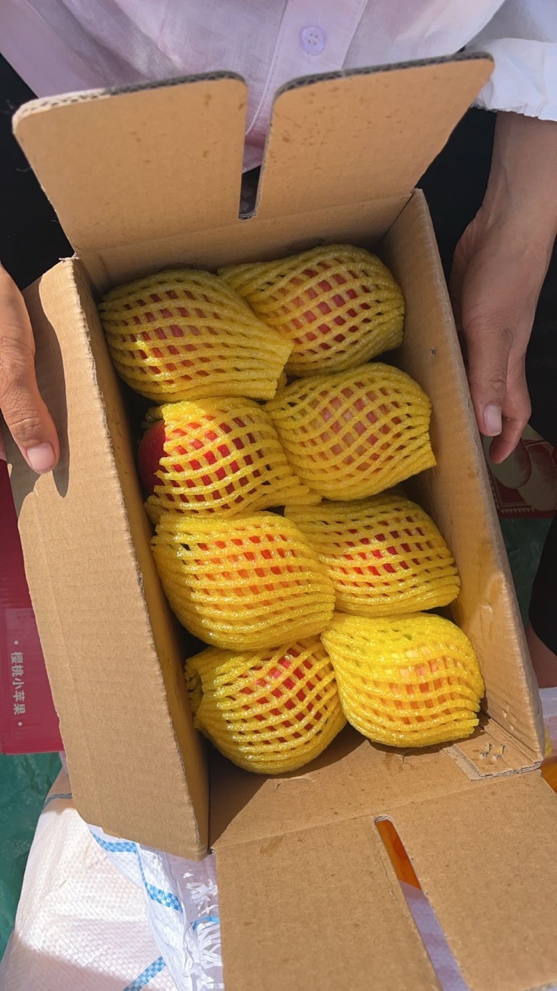 云南昭通红露苹果