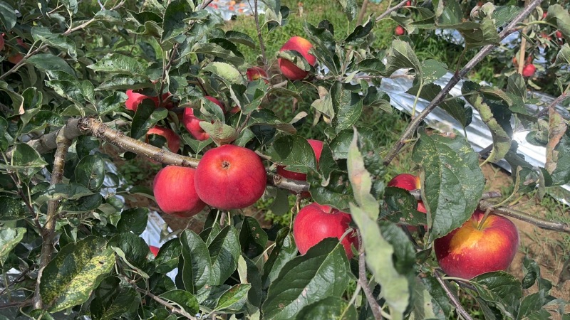 云南昭通红露苹果