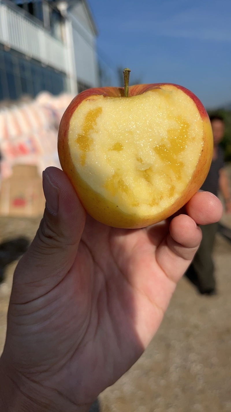 云南昭通红露苹果