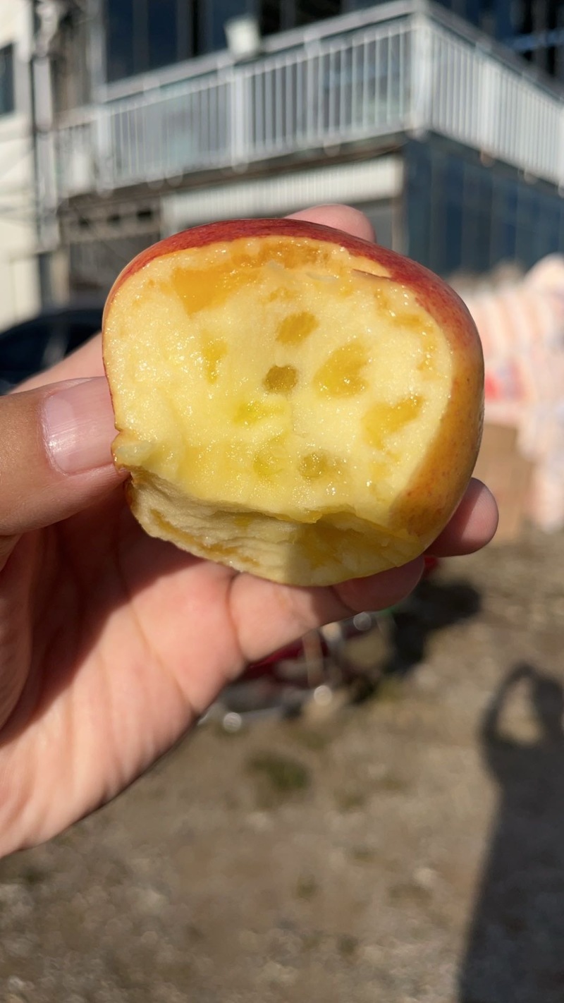 云南昭通红露苹果