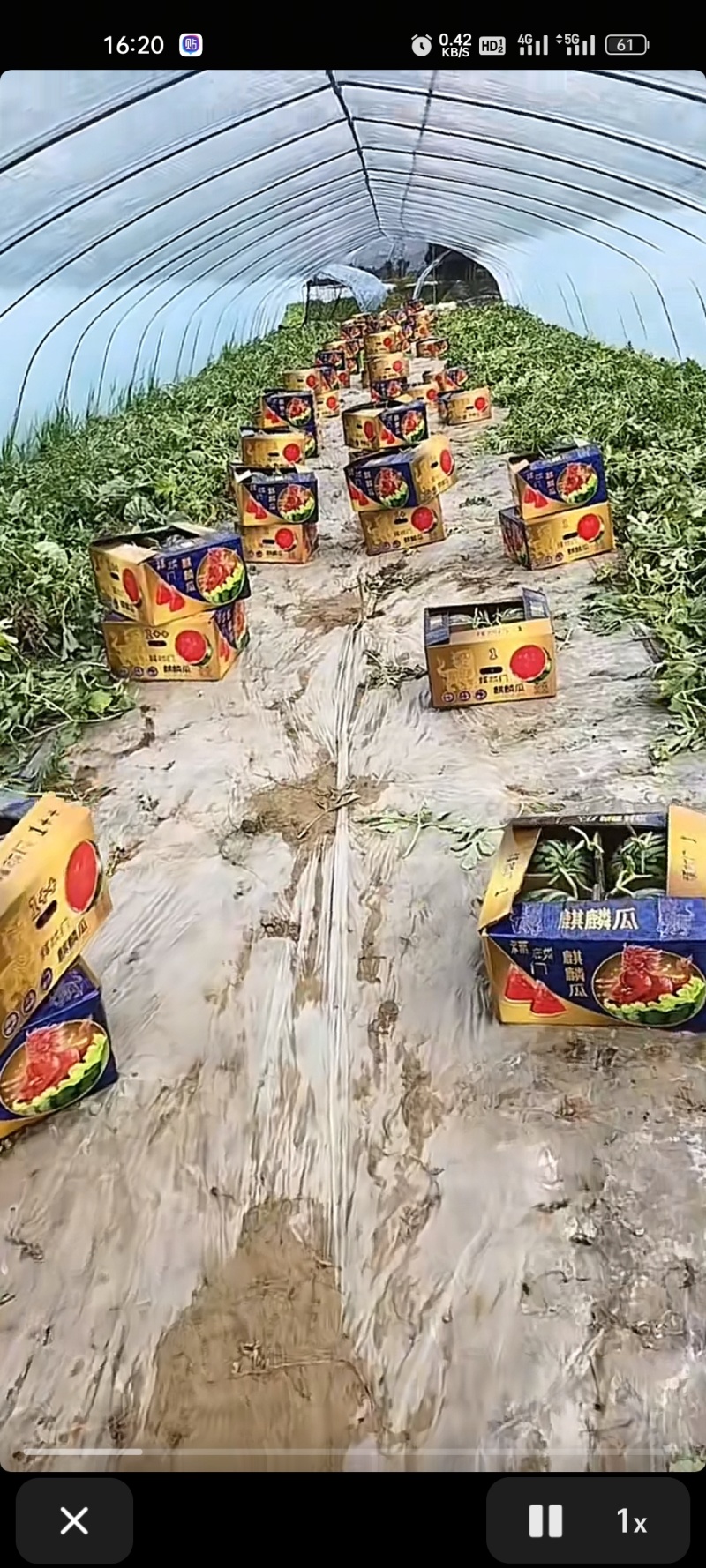 台农头茬无籽瓜