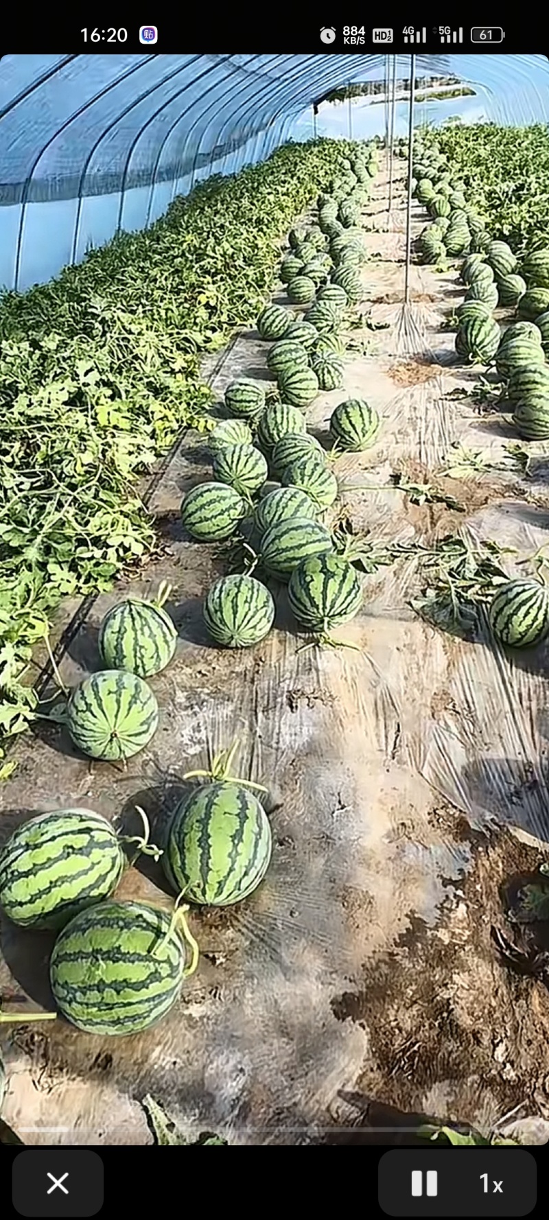 台农头茬无籽瓜