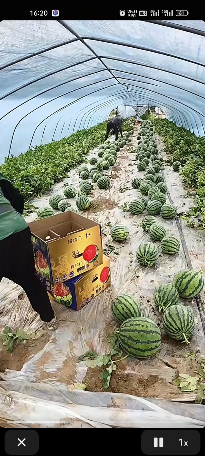 台农头茬无籽瓜