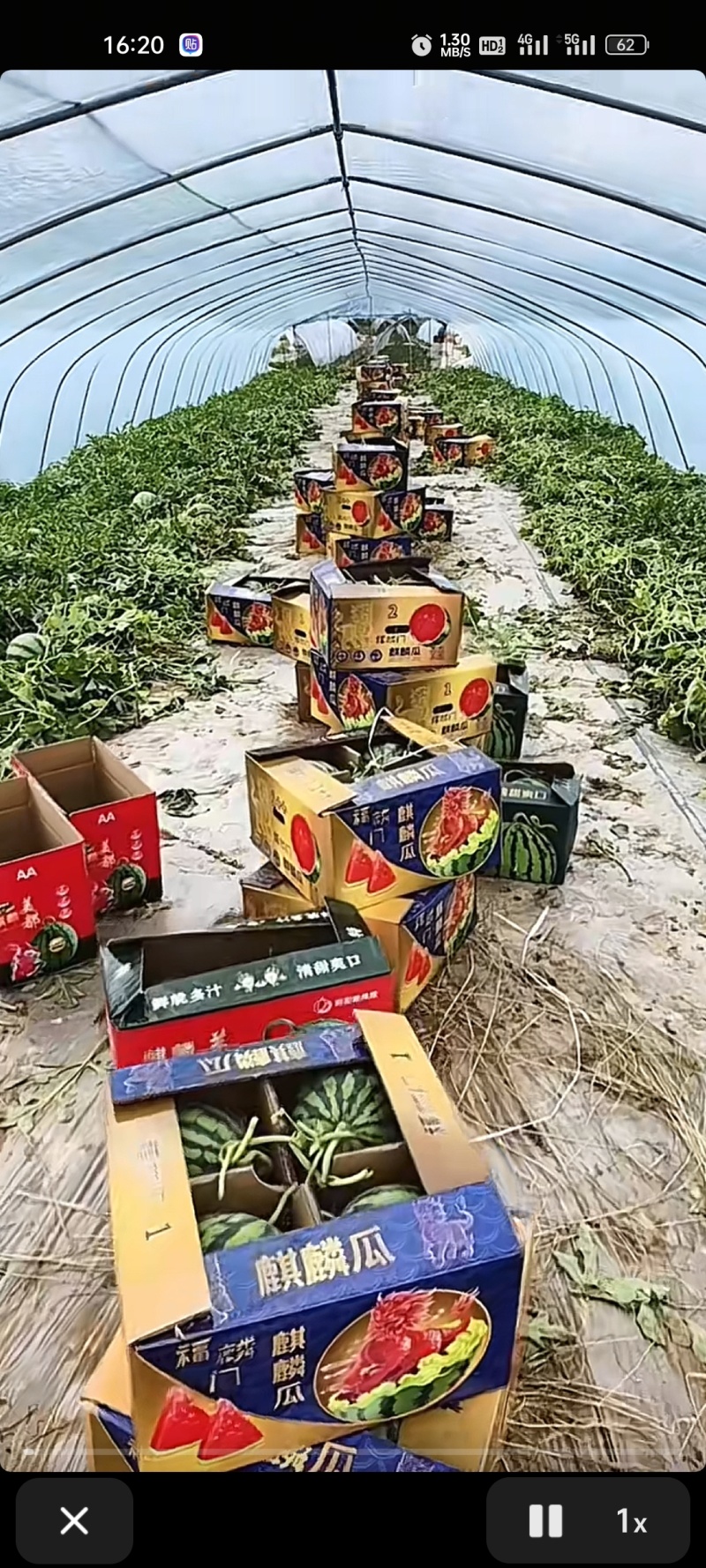 台农头茬无籽瓜